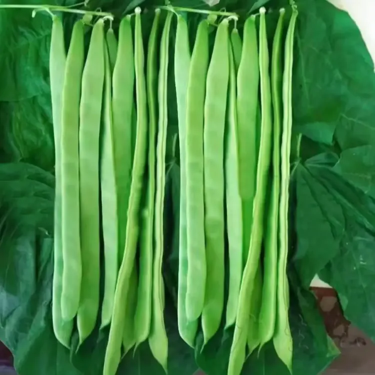 【三扁豆角种子】三扁豆角种子四季种植盆栽地栽商品图