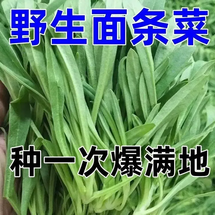 面条菜种子四季播露地秋冬季保健蔬菜野菜籽春季四籽种孑大全易种