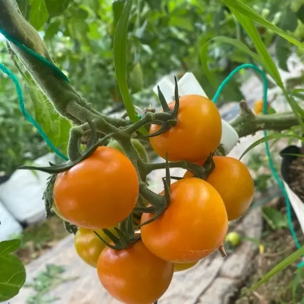 无农药无除草剂正宗农家香甜多汁水果小番茄