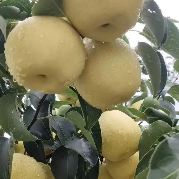 陕西礼泉小河甜酥梨，清甜多汁，解渴润喉，干燥冬天必备水果