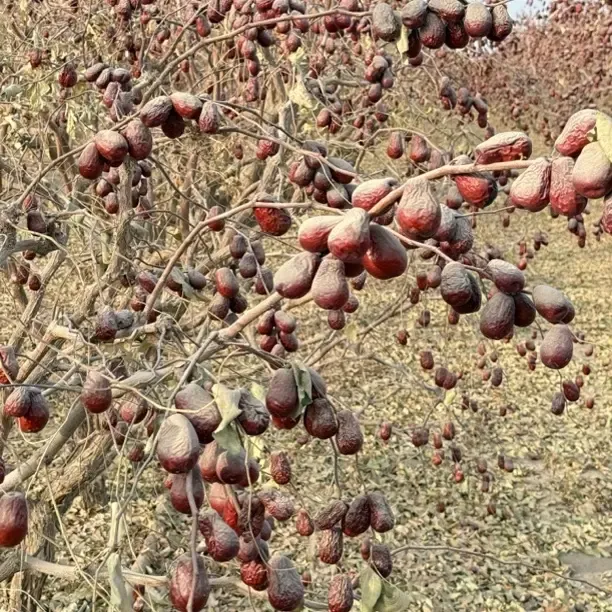 新疆和田大枣自然原生态吊干2斤5斤自产自销皮薄肉厚产地直发包邮