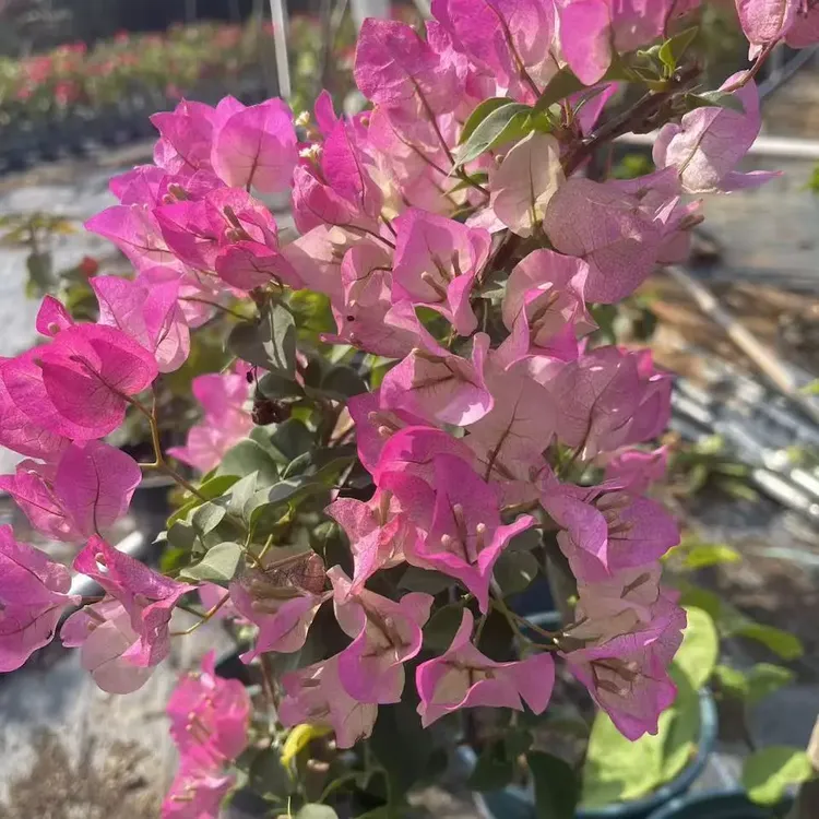 【绿叶樱花】三角梅老桩盆栽四季开花耐寒耐旱庭院阳台花卉绿植