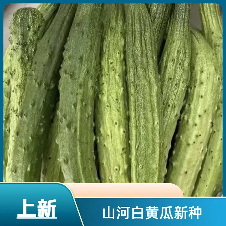 【山河白黄瓜种子】春季新品种阳台小院菜园种植脆甜水果黄瓜商品图