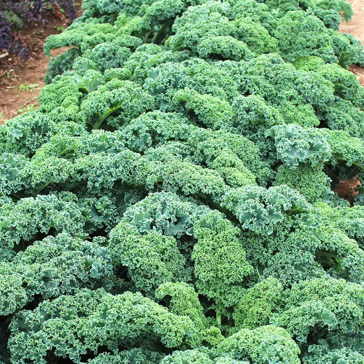 食用羽衣甘蓝种子种籽盆栽苗蔬菜四季孑菜子冬天耐寒蔬菜阳台种植
