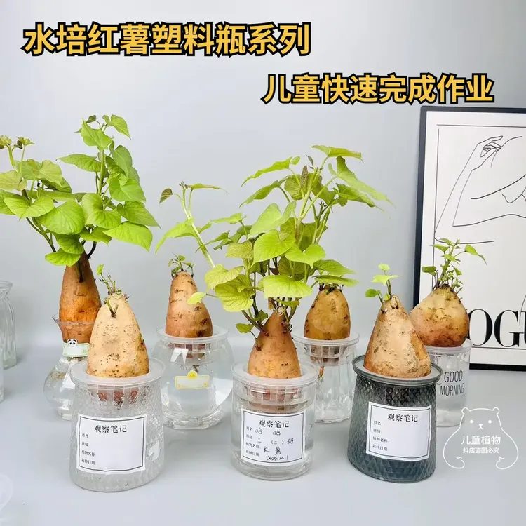 水培红薯已发芽盆栽植物学生幼儿园植物角观察根系生长过程地瓜苗