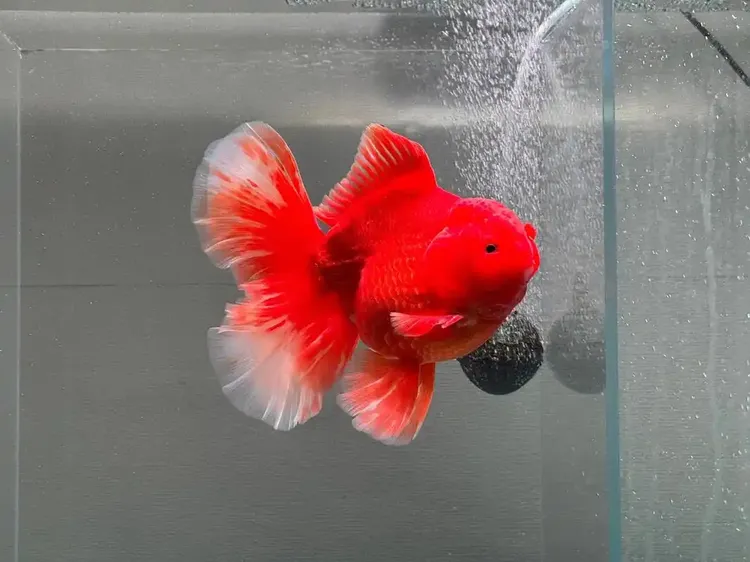 金鱼观赏鱼兰寿花狮猫狮泰狮龙睛百褶将军玛丽冷水鱼好养耐活