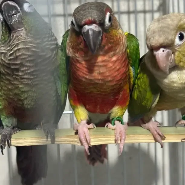 手养亲人可爱活体鹦鹉粘人可学舌宠物鸟顺丰直发观赏鸟