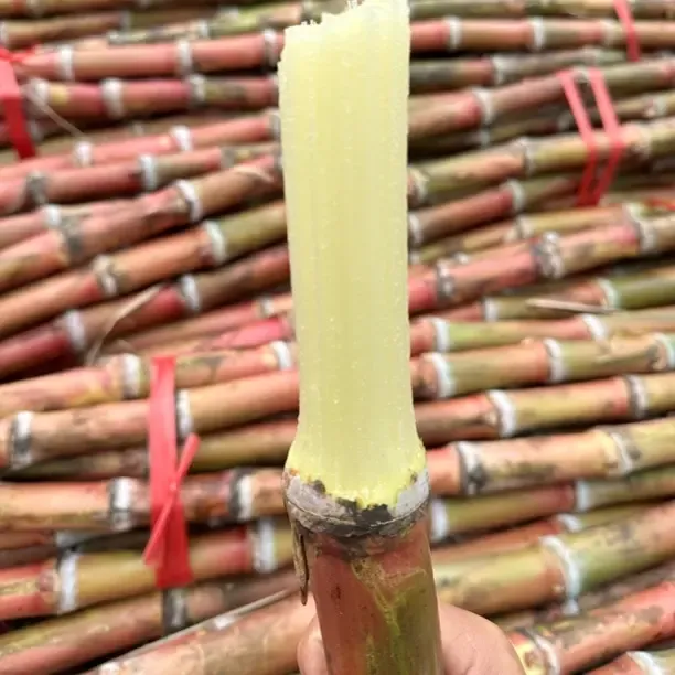 云南皮脆皮甘蔗脆甜多汁新鲜当季水果现砍现发高山种植自然生长