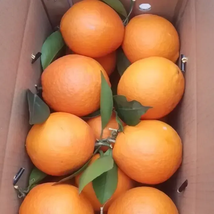 10斤装雷波脐橙精品小果非赣南脐橙新鲜现摘带枝叶产地直发