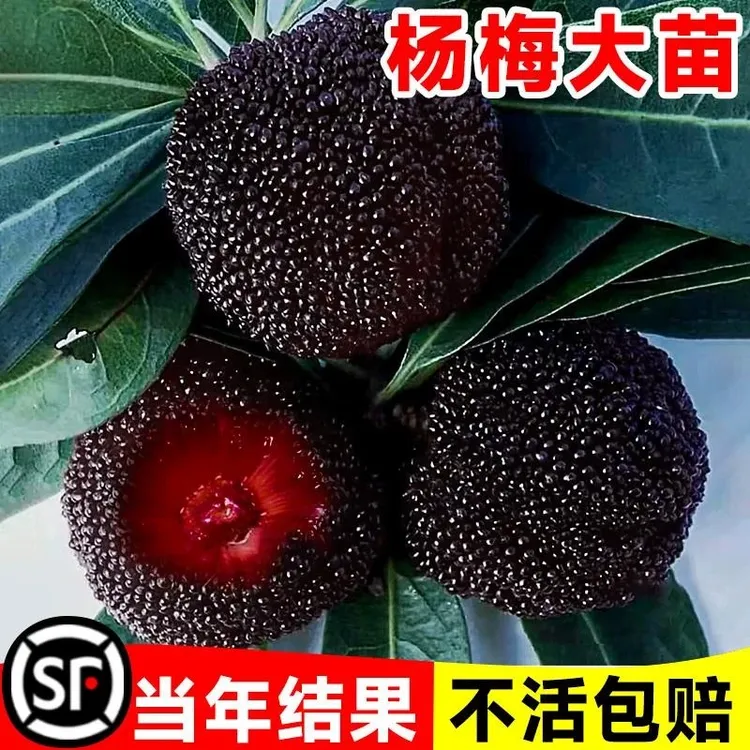 仙居东魁杨梅树树苗南方嫁接水晶果树果苗早熟特大东槐苖当年结果