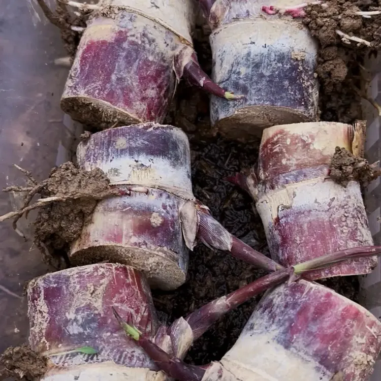 广西黑皮水果甘蔗种节可盆栽种植易高产