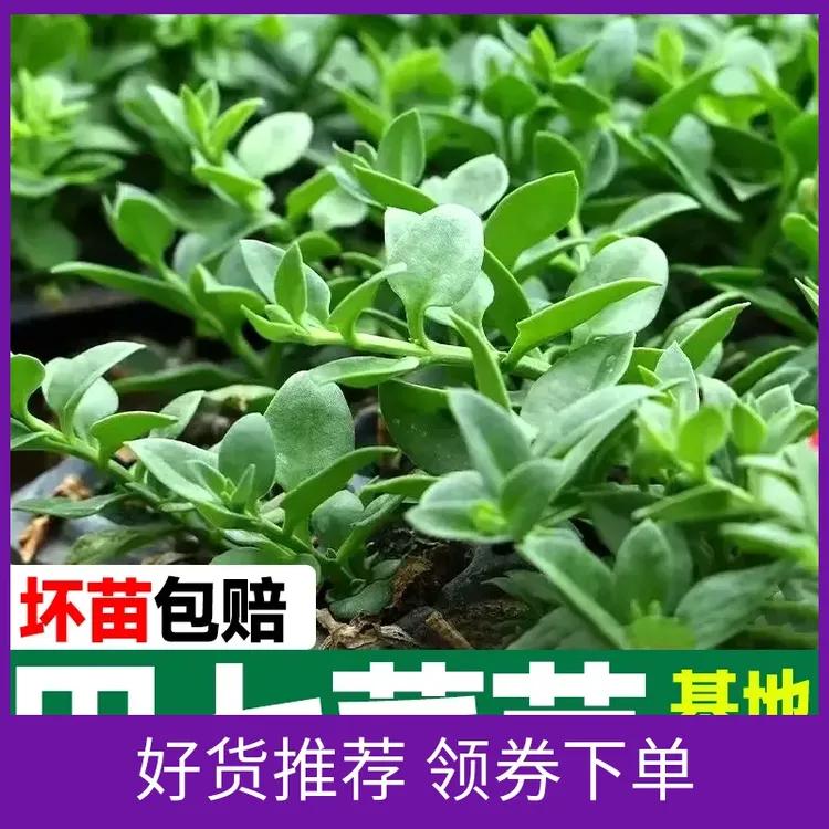 精选高产苗牡丹吊兰苗子田七蔬菜阳台好种易活可食养生保健盆栽苗