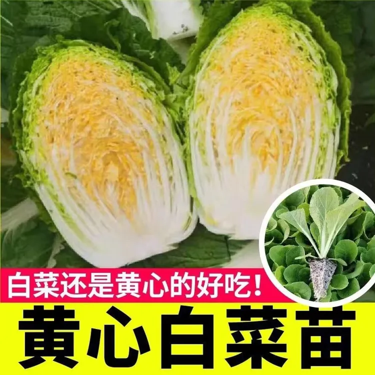 春秋种业菜苗高产种苗白菜种苗甘蓝秧苗农家蔬菜种苗蔬菜苗白菜苗