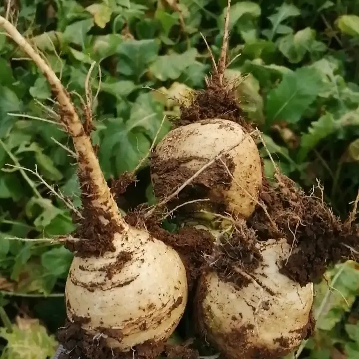 河北省行唐县新鲜现挖蛋黄蔓菁芜菁变萝卜狗头芥大头菜诸葛菜
