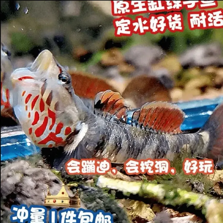 原生白面虾虎溪吻虾虎鱼观赏鱼冷水鱼