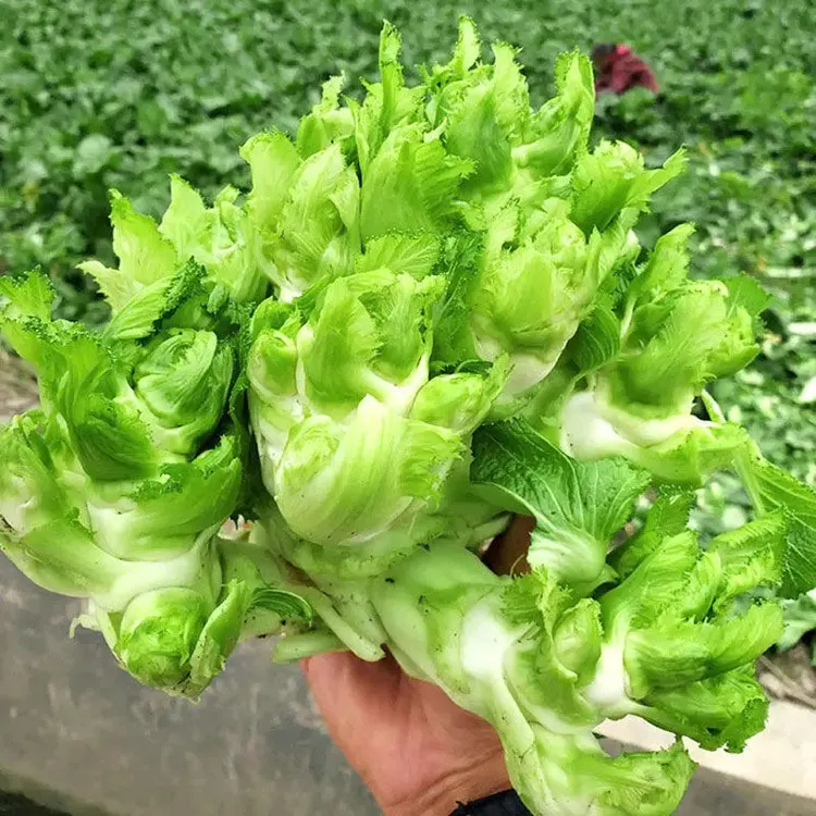 儿菜种子抱子芥菜种籽天然健康宝宝菜质脆肉白嫩儿菜种子孑