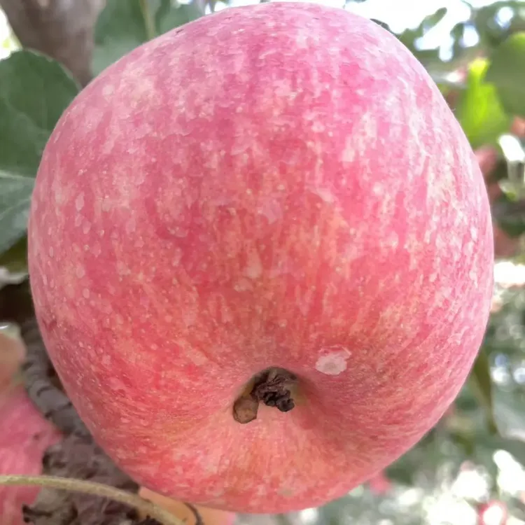 【新疆阿克苏产地直发】冰糖心脆甜多汁当季鲜果高次果微瑕果