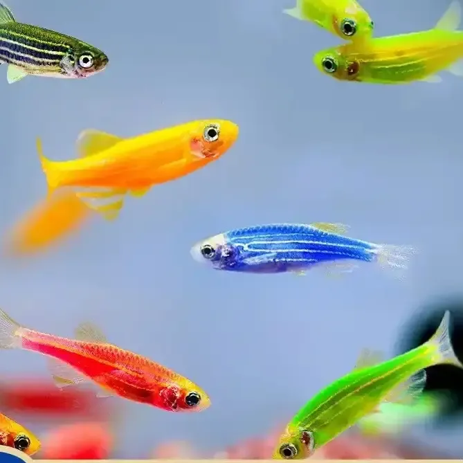 [福利款]短尾蓝莓蝶翼斑马买就送买就送多买多送送完为止