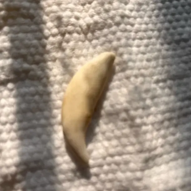 非金属大理石吊坠 黑狗牙创意饰品适合宝宝青年男女佩戴