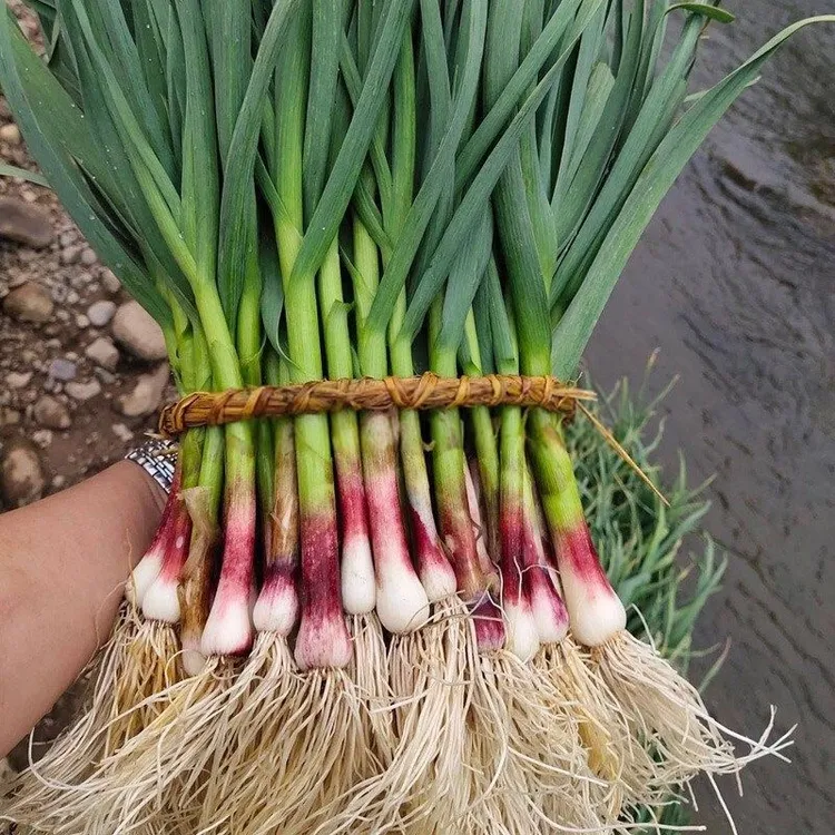 农家自种蒜苗新鲜红皮大蒜苗新鲜蔬菜香蒜红根带泥紫皮大蒜苗现挖
