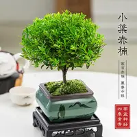 【中式】小叶赤楠盆景老桩植物办公室绿植室内盆栽花卉摆件老桩常青