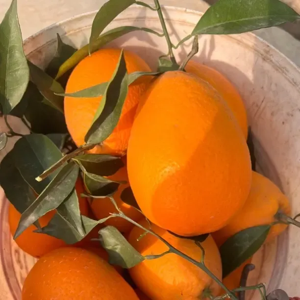 正宗重庆奉节脐橙真实产地直发新鲜现摘纽荷尔坏果包赔橙子