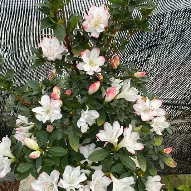 品种杜鹃久留米系列女王室内室外庭院种植好养