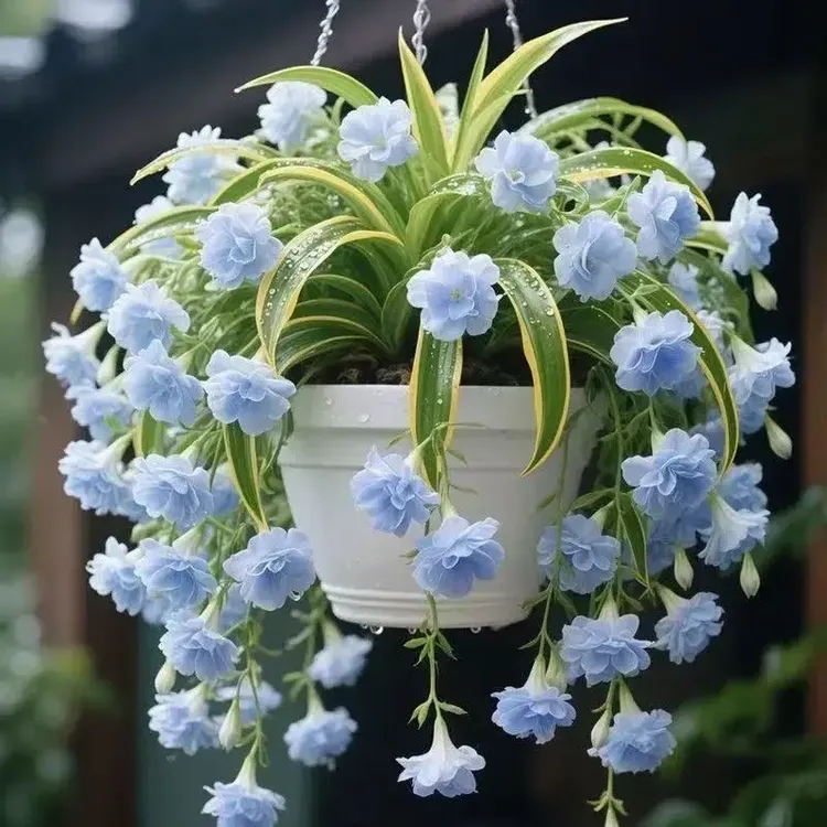 【四季开花】大花香水吊兰花苗驱蚊四季开花大花浓香型花卉盆栽好养