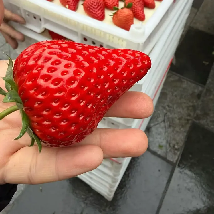 【中果】当天现摘正宗丹东九九草莓顺丰空运包邮售后无忧