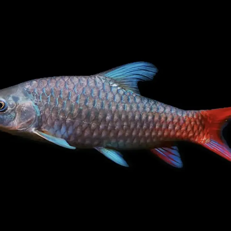蓝彩虹吉罗鱼原生观赏鱼耐活好养适合新手