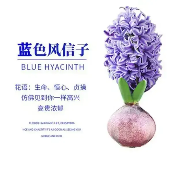 风信子种球水培植物四季耐寒水养粉色套餐冬季易种活室内花卉盆栽
