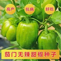 【五袋包邮】茄门甜椒春季播种甜辣椒种子新菜椒种籽大