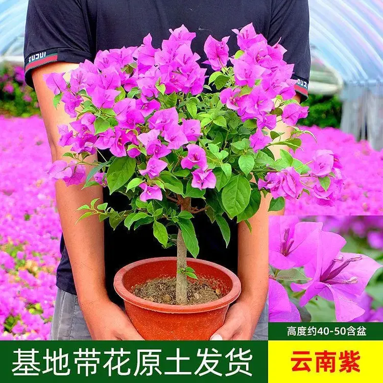 三角梅盆栽带花 室内阳台庭院老桩 耐热耐旱四季开花植物大苗红樱