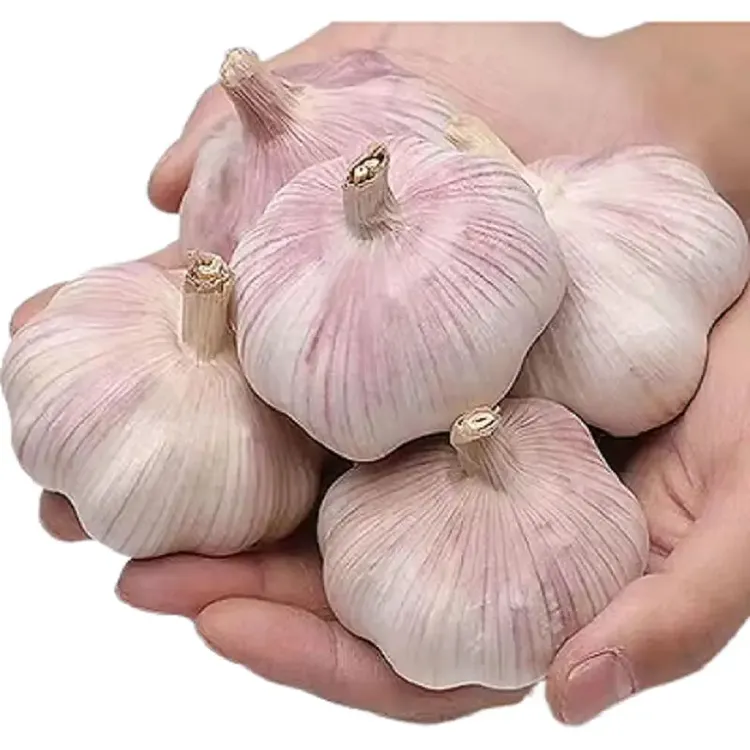 【低价冲量】干蒜农家干大蒜大个头紫白皮十足干蒜辛辣提香蒜头