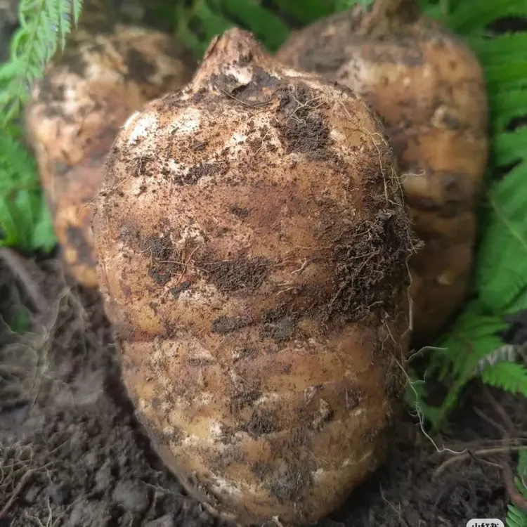 云南昭通小草坝新鲜乌天麻林下野生现挖可煲汤泡酒炖肉送礼特产