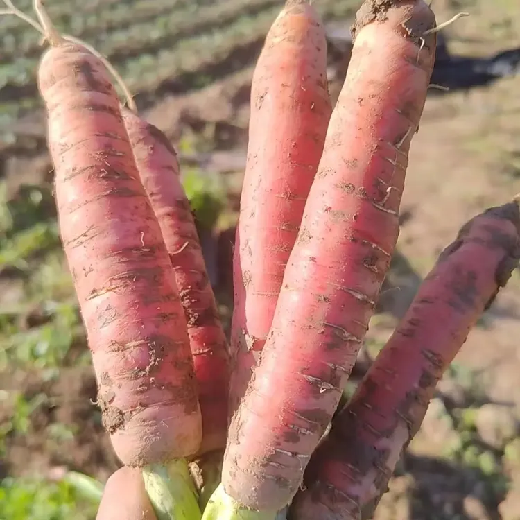 【西秦农人】陕西红萝卜新鲜蔬菜脆甜多汁现挖 净重 5斤 10斤