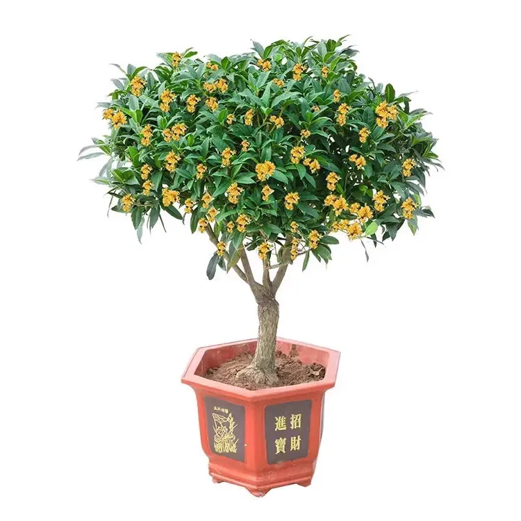 盆栽桂花树苗四季桂花八月桂金桂丹桂开花浓香型花苗庭院花园植物