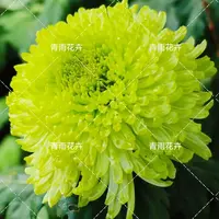 【绿菊】大花富贵菊 九月大菊盆栽开花好看