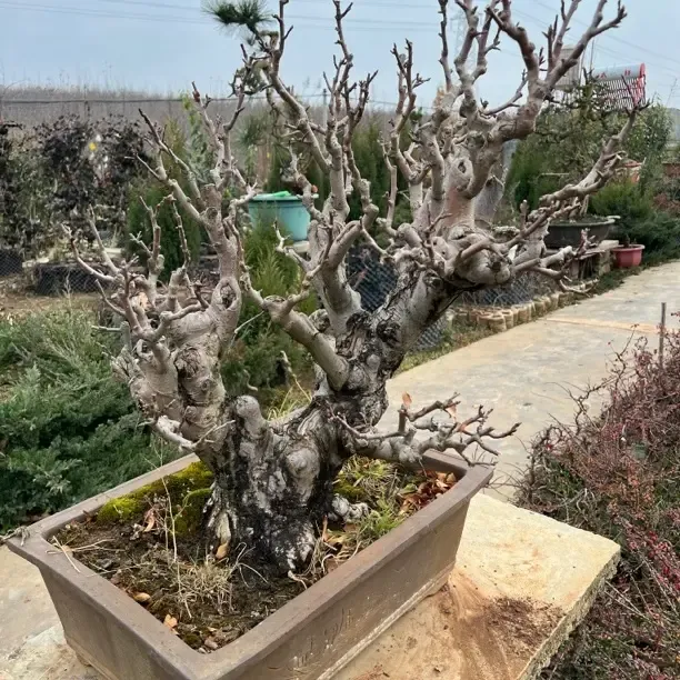 冬红果海棠30年老桩盆景素材干粗18-30公分以上果子可观可食