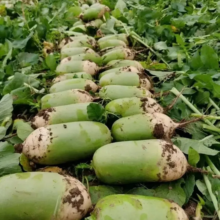 潍坊水果萝卜甜脆型生吃正宗萝卜新鲜绿箩卜冰淇淋凤梨脆萝卜