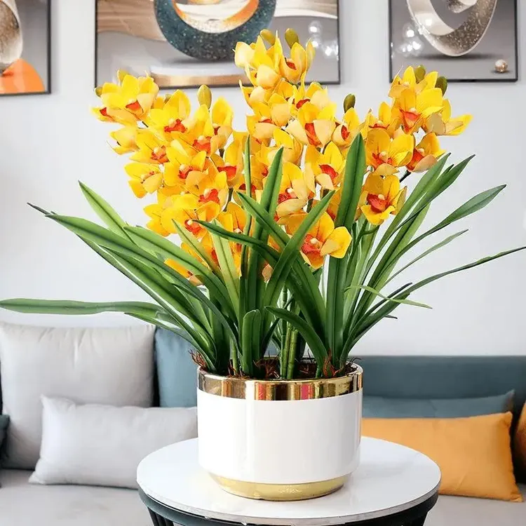 耐寒重瓣晚香玉盆栽花卉浓香型夜来香庭院室内外耐旱植物当年开花