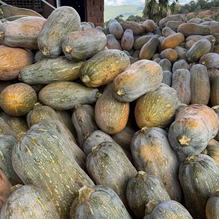 云南高海拔正宗老南瓜新鲜农家自种宝宝辅食南瓜板栗味包邮