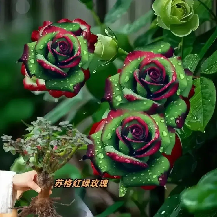 苏格兰绿玫瑰苗,四季玫瑰月季花盆栽浓香型绿植庭院阳耐寒玫瑰苗
