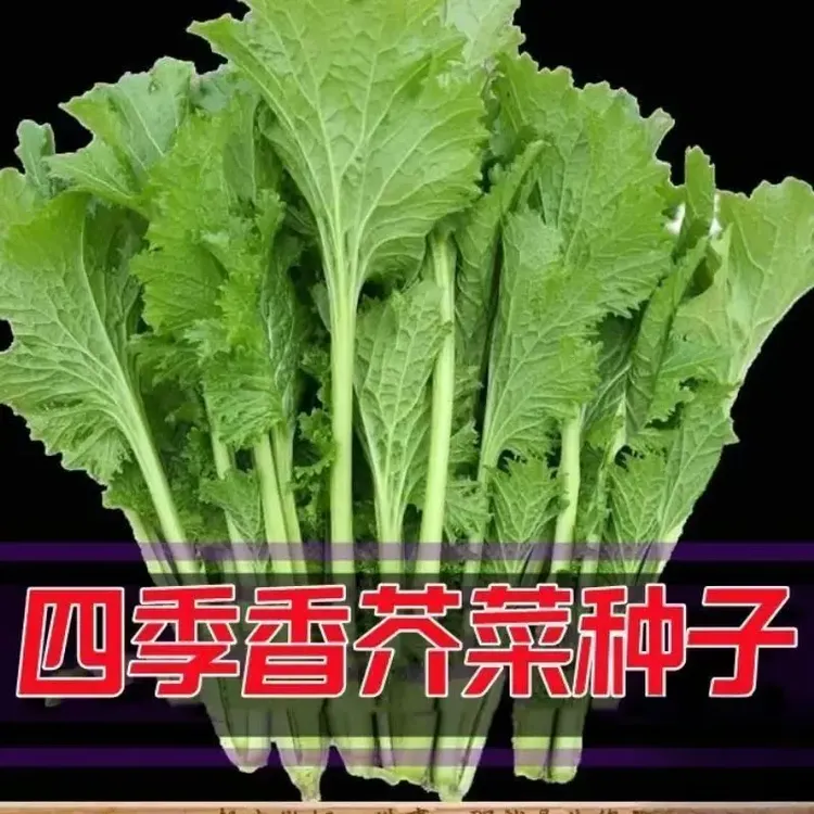 【香叶芥菜种子】四季种植盆栽地栽阳台小院种植