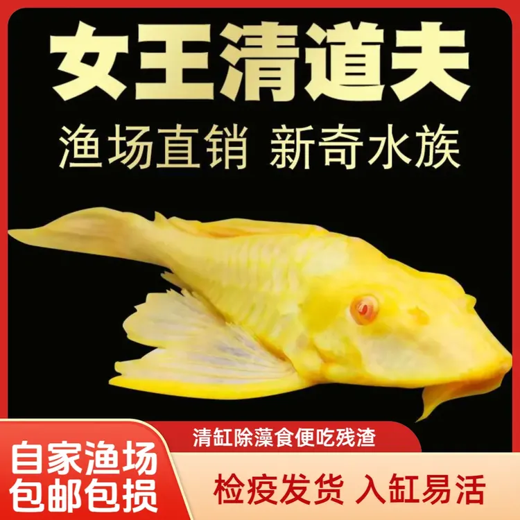 黄金红眼女王清道夫活体大小型垃圾异型鱼清缸除藻热带观赏金龙鱼