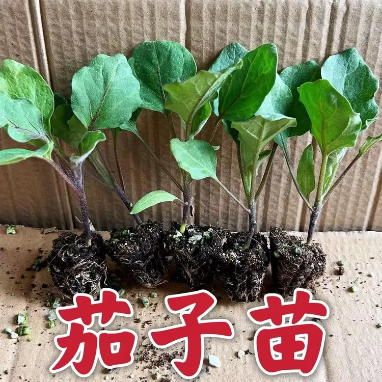 茄子秧苗带土发货紫长茄子苗黑长茄苗杭茄苗紫圆茄菜苗高产苗盆栽