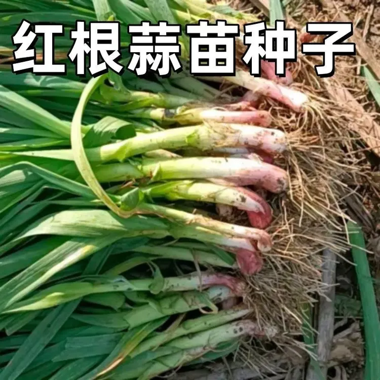 【红根蒜苗种子】宽叶蒜苗种子红根香蒜硬叶蒜苗