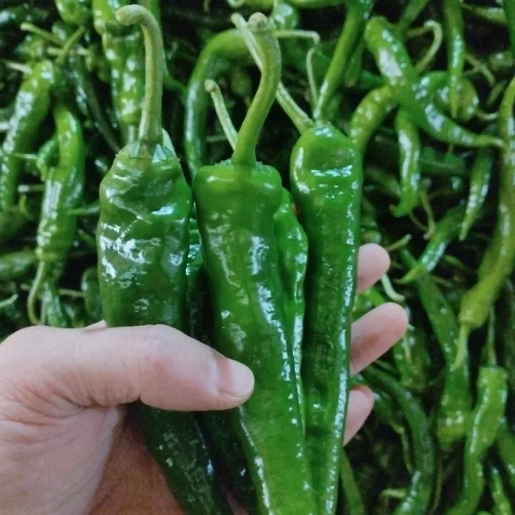 新鲜现摘薄皮微辣早尖辣椒农家自种美味蔬菜特辣爆辣