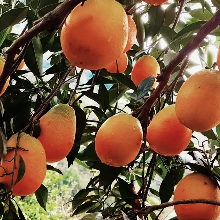 云阳红橙，口感爆汁的脐橙，