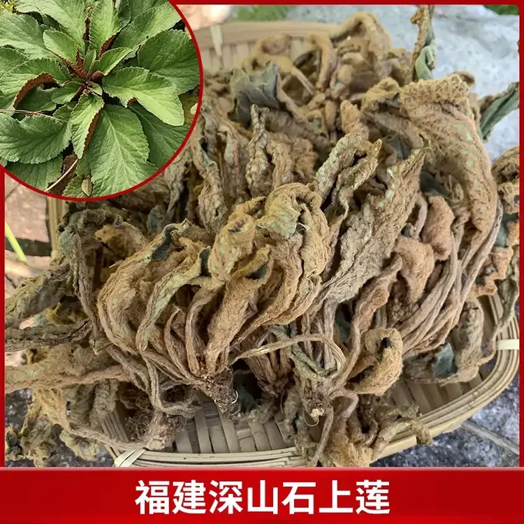 福建高山石上莲 人工采摘新货自然晒干道地选材干糖草另售百合干
